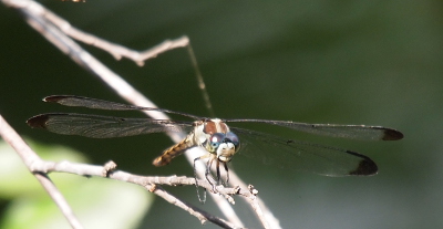 [Front view of a dragonfly showing her white face. Her brown and white striped thorax is visible above her blue eyes.]